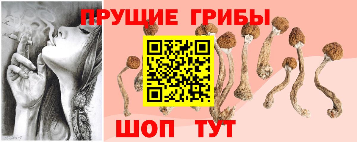 Галлюциногенные грибы Psilocybine cubensis  Вход с VPN  Елабуга 